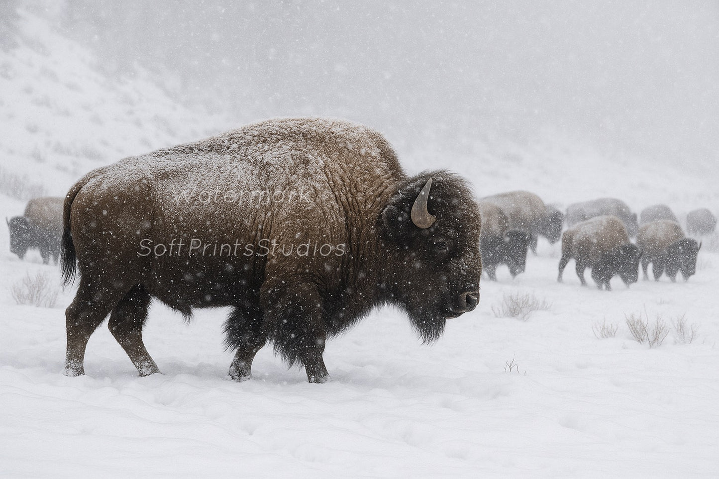 Snowy Wild West Bison wall art